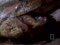 Anaconda Birth