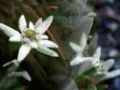 Ducu Bertzi-Floare de colt( Edelweiss)