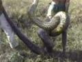 Man Wrestles Huge Anaconda