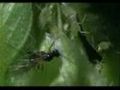 Parasitic Wasps & Aphids