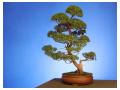 Chinese Juniper-75 years old...