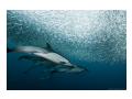 Delfini si sardine