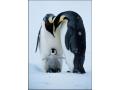 Familie de pinguini
