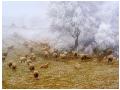 o turma de oii in natura
