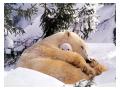 Puiul de urs polar protejat de mama lui